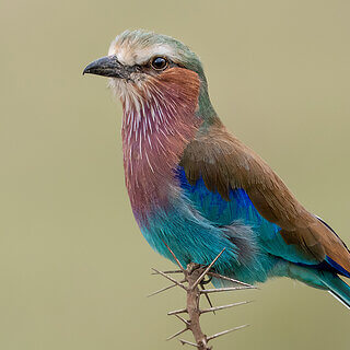 Nakuru NP - Lilac-breasted roller